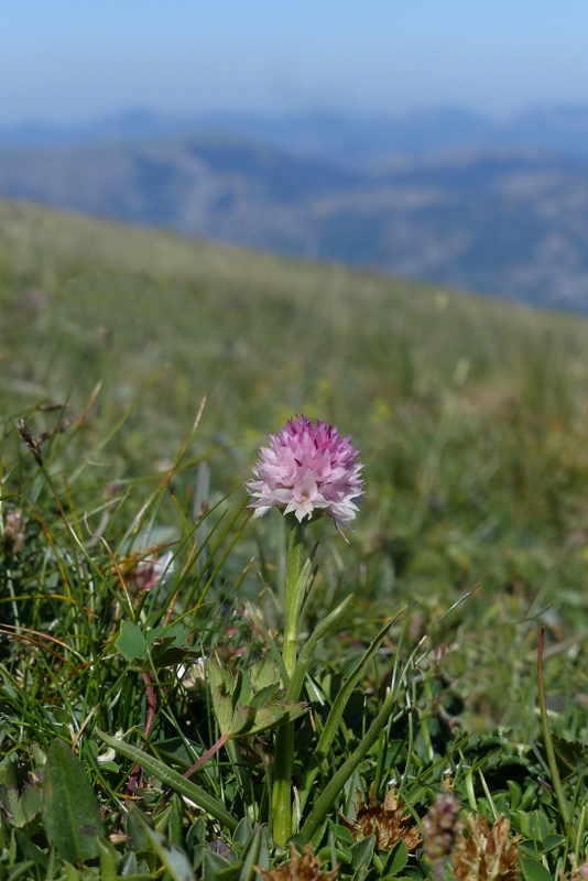 La Nigritella widderi a Pizzo di Sevo e Cima Lepri  -  luglio 2025